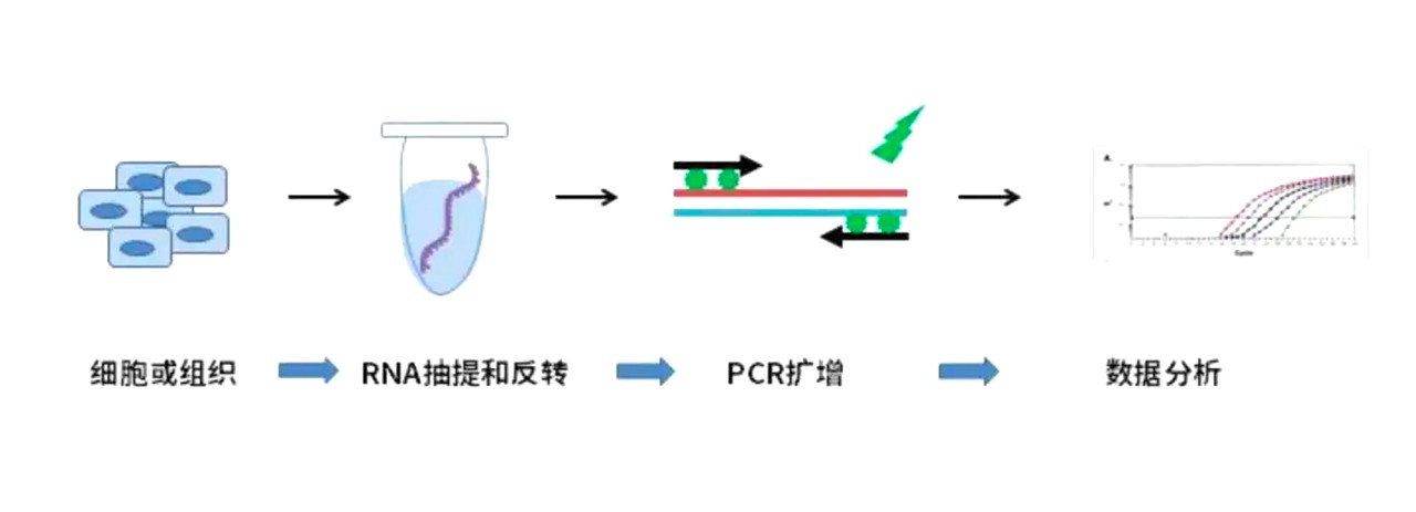 熒光定量PCR實驗過程 熒光定量PCR實驗過程