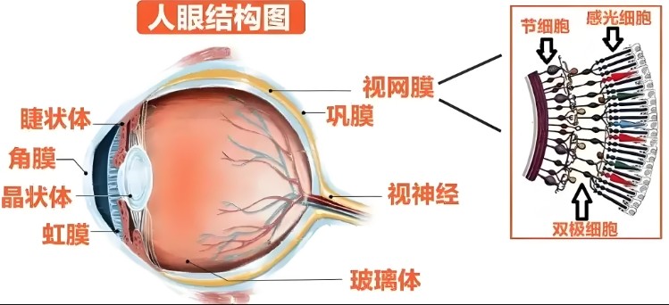 人眼結(jié)構(gòu)圖